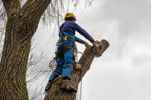 Best Tree Removal for Businesses  in USA